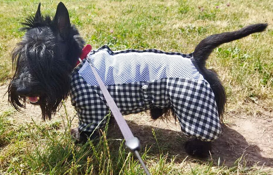 На фото скотч терьер в пыльнике от зооателье Sammy